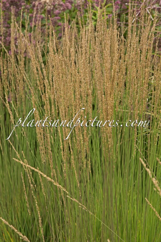 Molinia caerulea ‘Moorhexe’