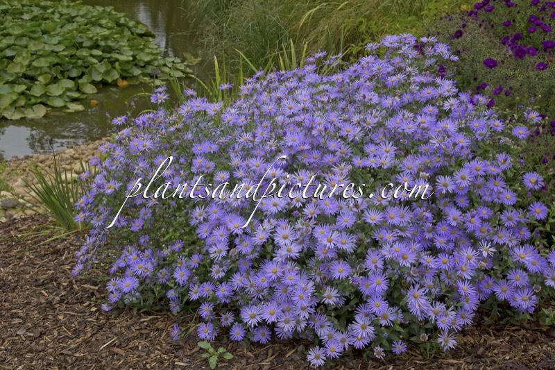 Aster frikartii ‘wunder von Stäfa’