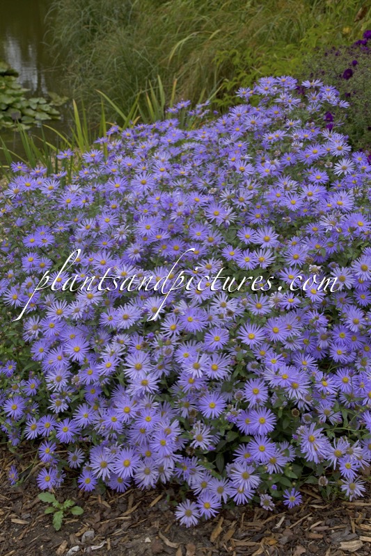 Aster frikartii ‘wunder von Stäfa’