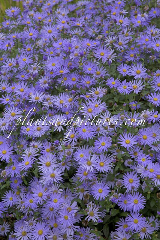 Aster frikartii ‘wunder von Stäfa’