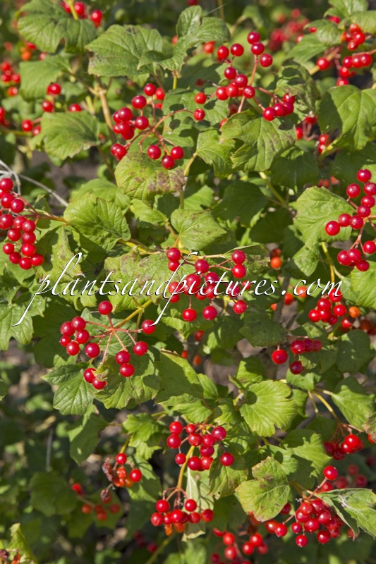 Viburnum opulus ‘Compactum’