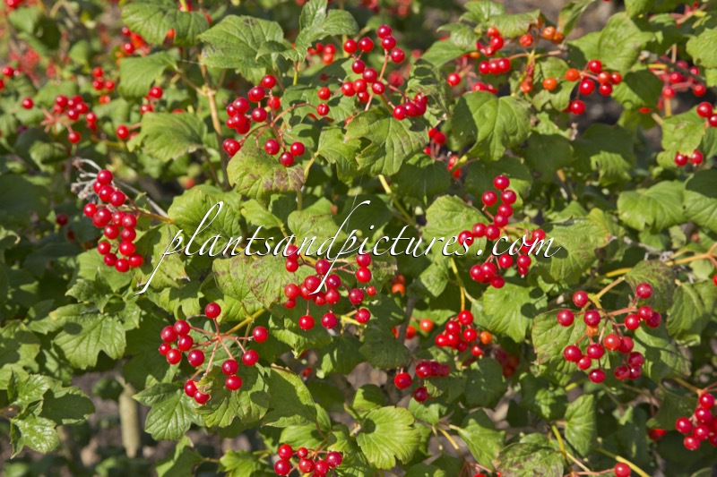 Viburnum opulus ‘Compactum’