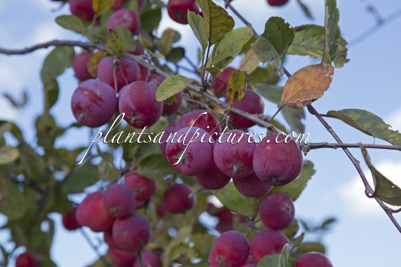 Malus transitoria ‘Gulliver’ (APPLETINI)