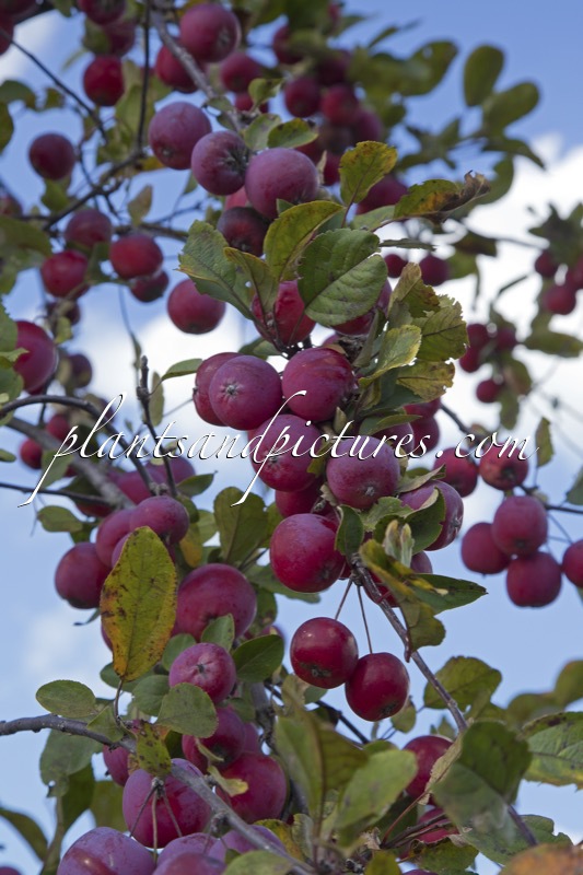 Malus transitoria ‘Gulliver’ (APPLETINI)