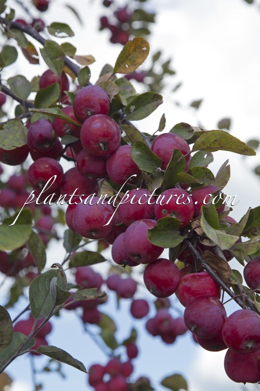 Malus transitoria ‘Gulliver’ (APPLETINI)