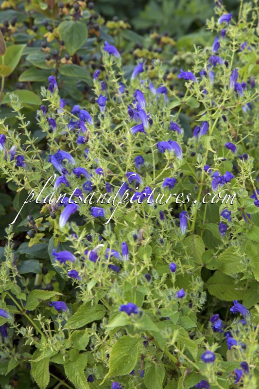 Strobilanthes atropurpureus ‘Blue Carpet’