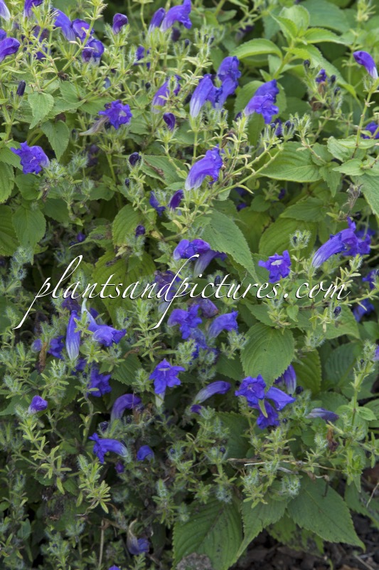 Strobilanthes atropurpureus ‘Blue Carpet’