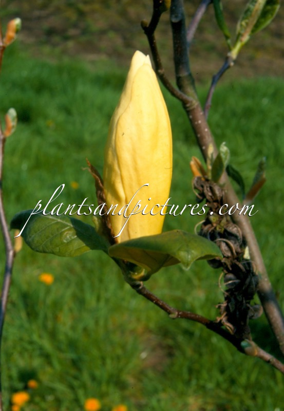 Magnolia ‘Yellow Lantern’
