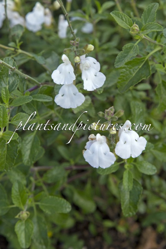 Salvia microphylla ‘Gletsjer’