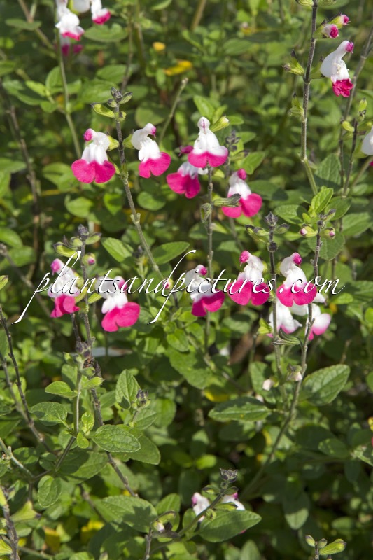 Salvia greggii ‘Jeremy’ (PINK LIPS)