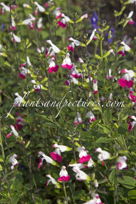 Salvia greggii ‘Jeremy’ (PINK LIPS)
