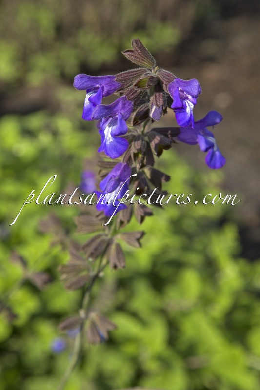 Salvia ringens