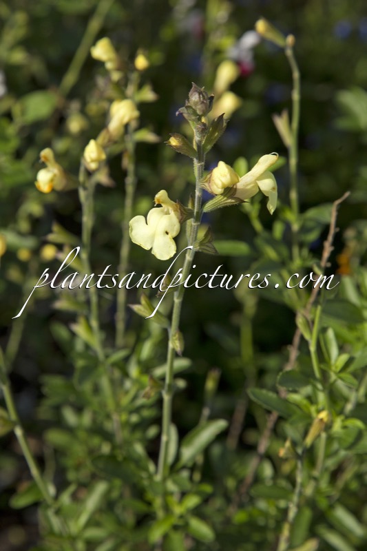 Salvia jamensis ‘Amarillo’