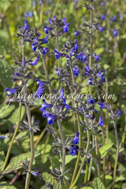 Salvia nana ‘Curling Waves’