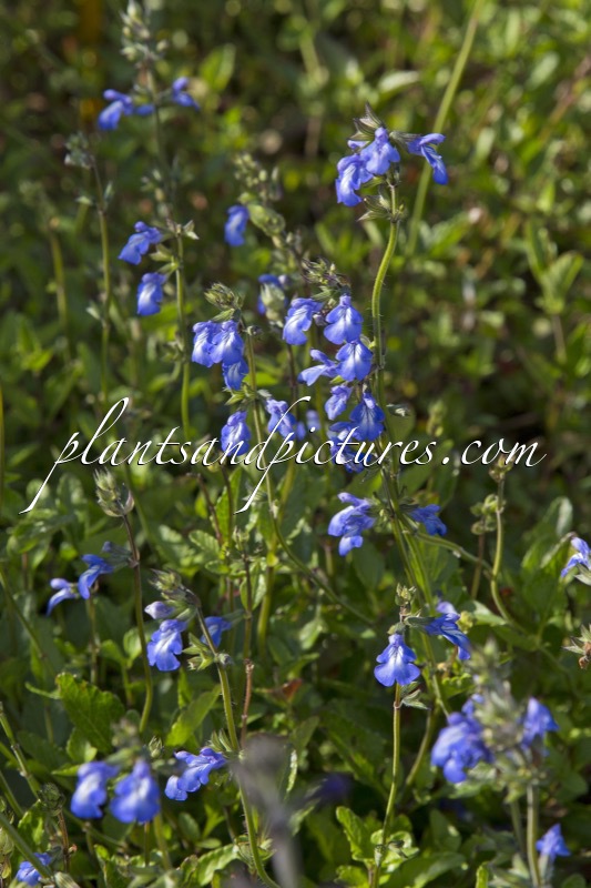Salvia forreri