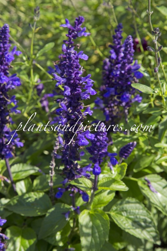 Salvia ‘Balsalmisp’ (MYSTIC SPIRES BLUE)