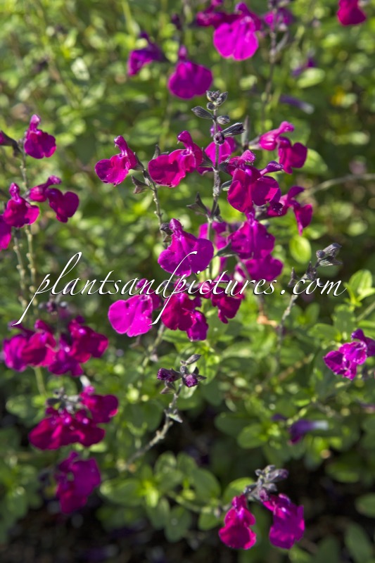 Salvia ‘Lilac Dream’