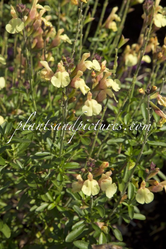 Salvia jamensis ‘Golden Girl’