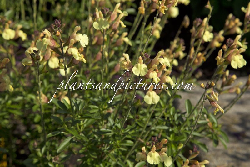 Salvia jamensis ‘Golden Girl’
