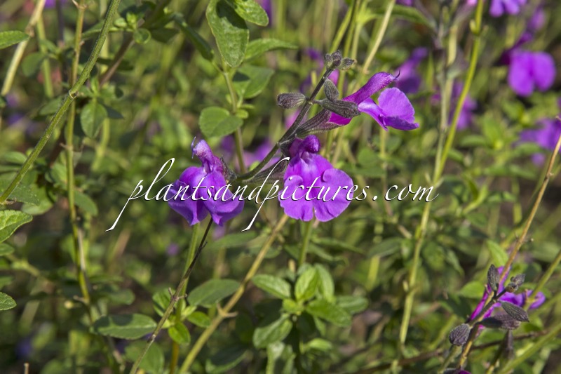 Salvia ‘Gea Viola’