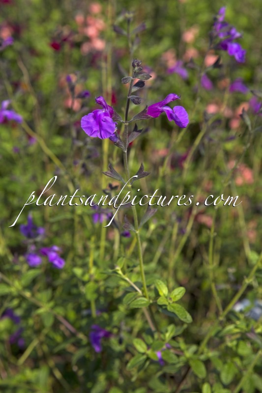 Salvia ‘Gea Viola’