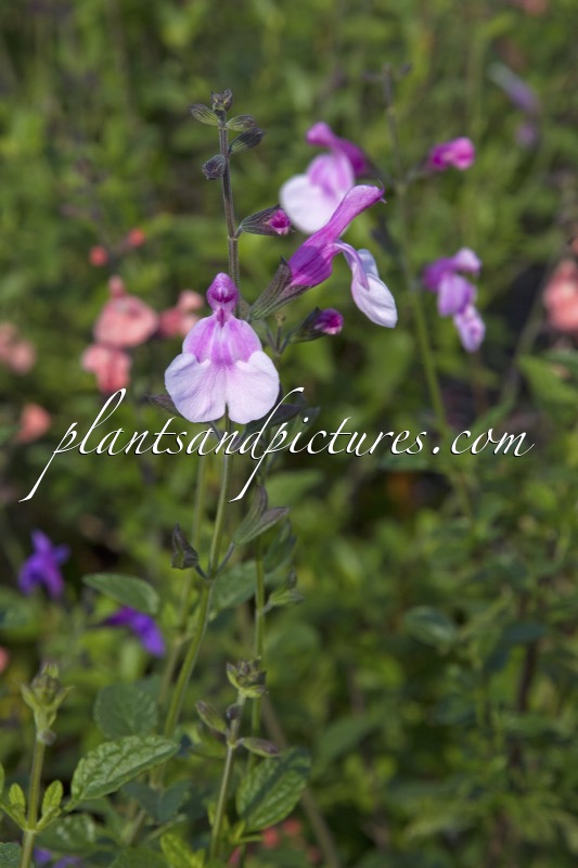 Salvia ‘La Grande Boom’