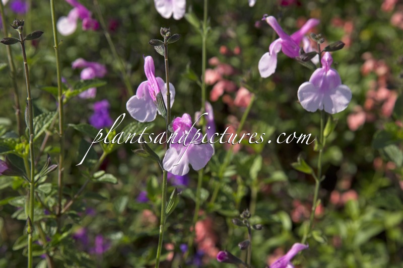 Salvia ‘La Grande Boom’