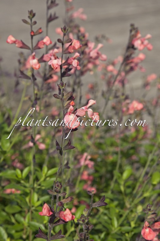 Salvia ‘Salmon Dance’