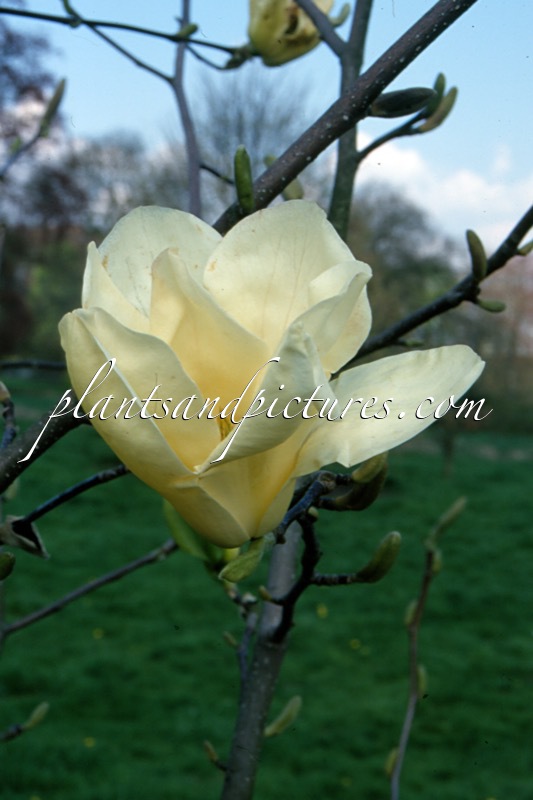 Magnolia ‘Sundance’