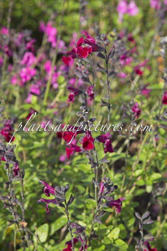 Salvia ‘Dark Red Dream’