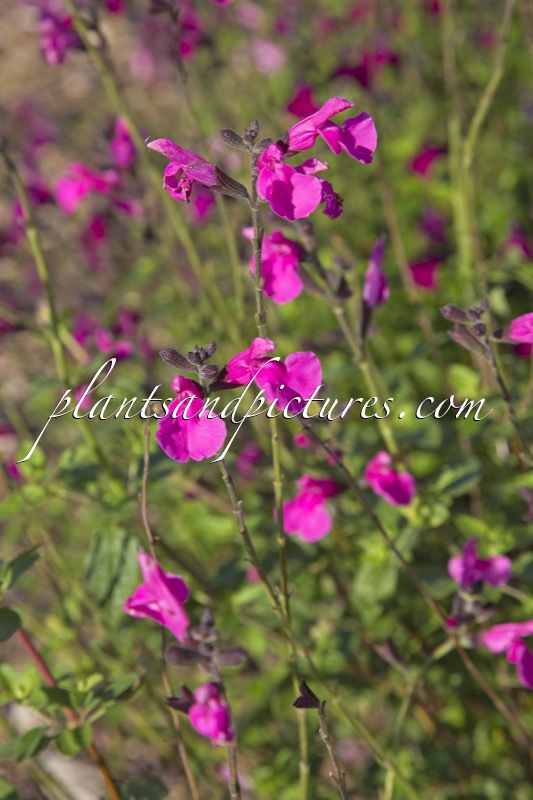 Salvia ‘Vrolijke Selectie’