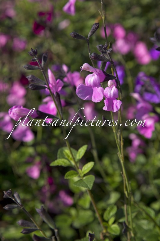 Salvia ‘No Shame’