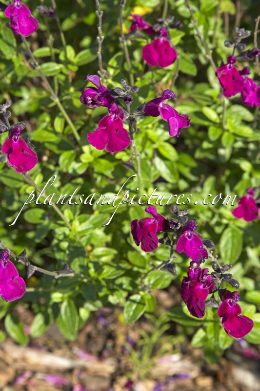 Salvia ‘Viola’s Darling’