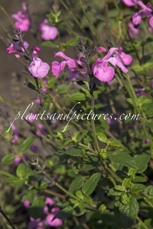 Salvia ‘Pink Dream’