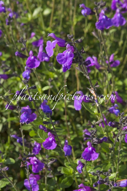 Salvia ‘Lilac Dream’