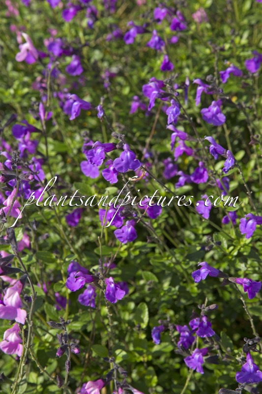 Salvia ‘Lilac Dream’