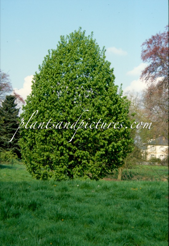 Tilia platyphyllos ‘Fastigiata’