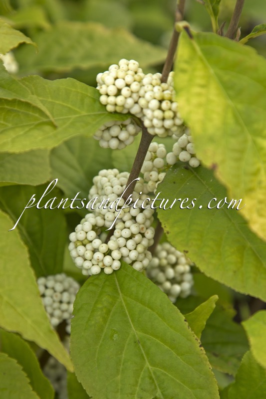 Callicarpa ‘Kolmsqueen’ (MAGICAL SNOWQUEEN)