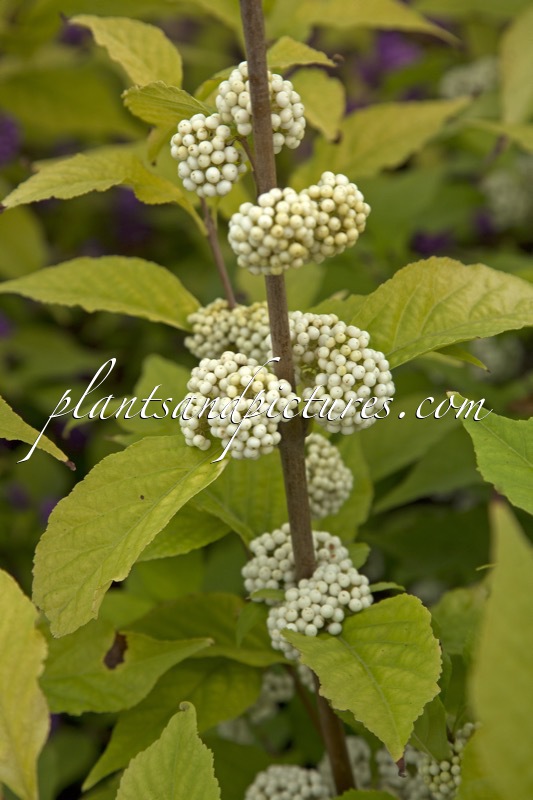 Callicarpa ‘Kolmsqueen’ (MAGICAL SNOWQUEEN)