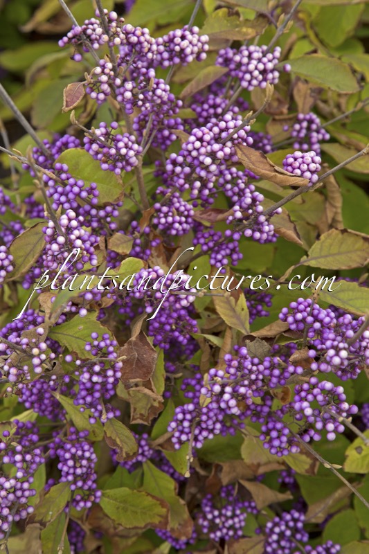 Callicarpa MAGICAL LILAC