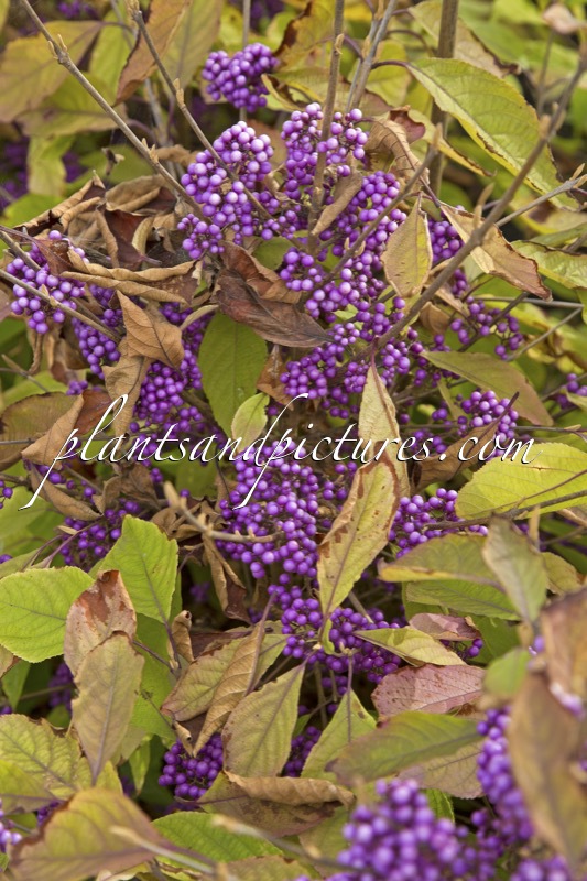 Callicarpa MAGICAL LILAC