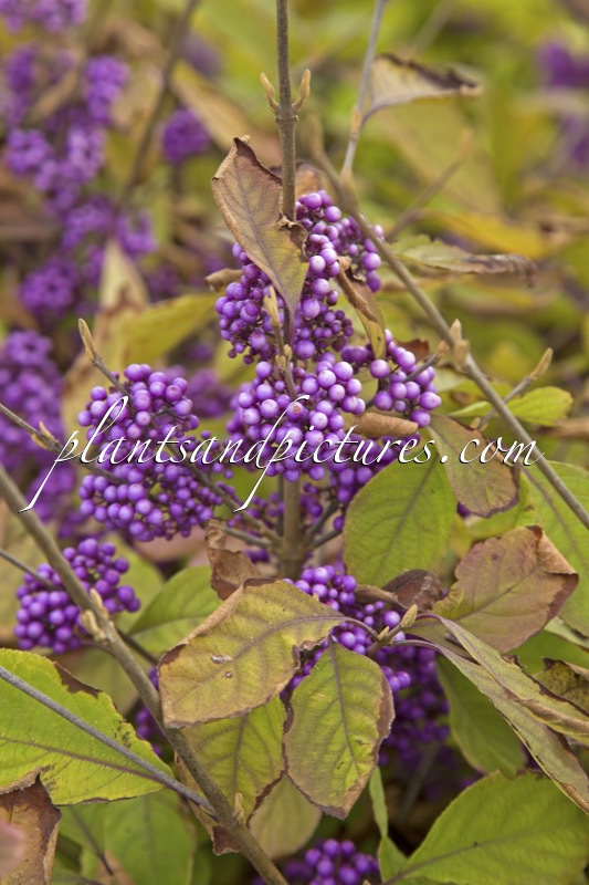 Callicarpa MAGICAL LILAC