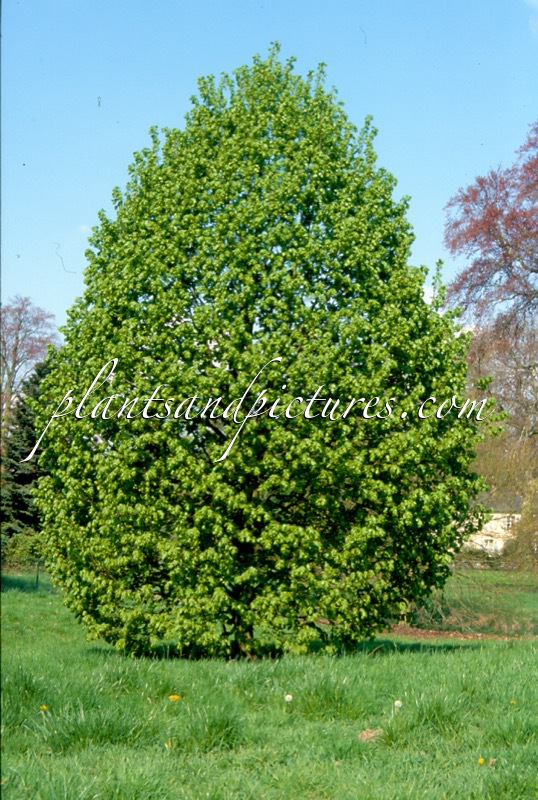 Tilia platyphyllos ‘Fastigiata’