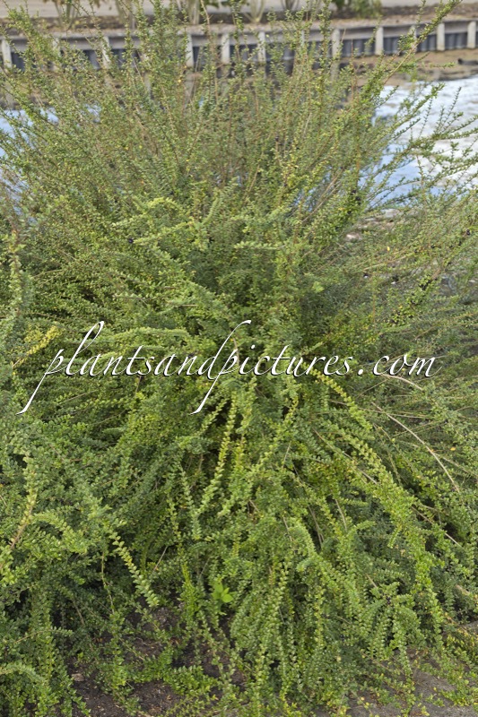 Lonicera nitida ‘Ernest Wilson’