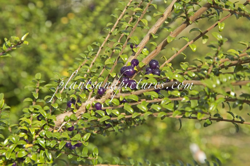 Lonicera nitida ‘Ernest Wilson’