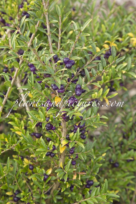 Lonicera pileata ‘Moss Green’