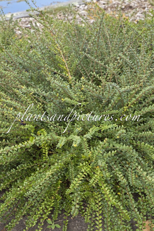 Lonicera nitida ‘Hohenheimer Findling’