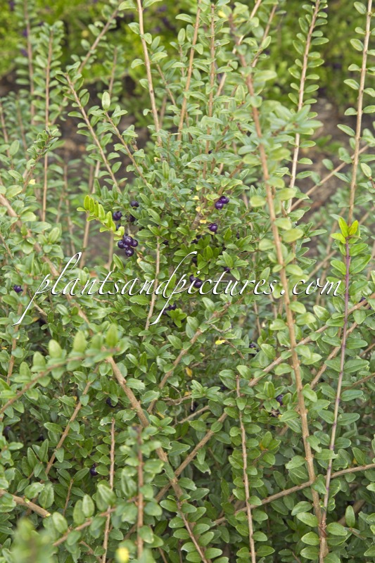 Lonicera nitida ‘Hohenheimer Findling’