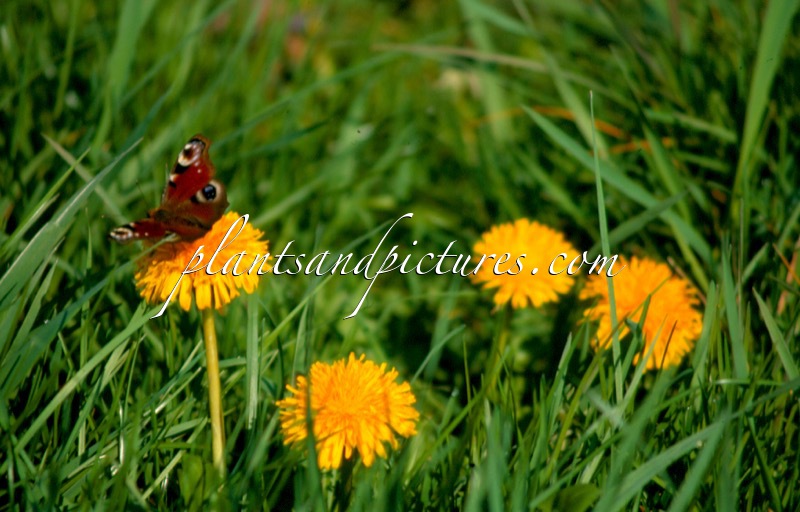 Taraxacum officinale