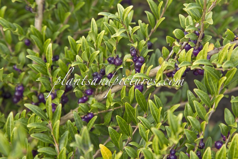 Lonicera pileata